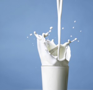 Traffic Accident Caused by Milk istock_000003050763medium