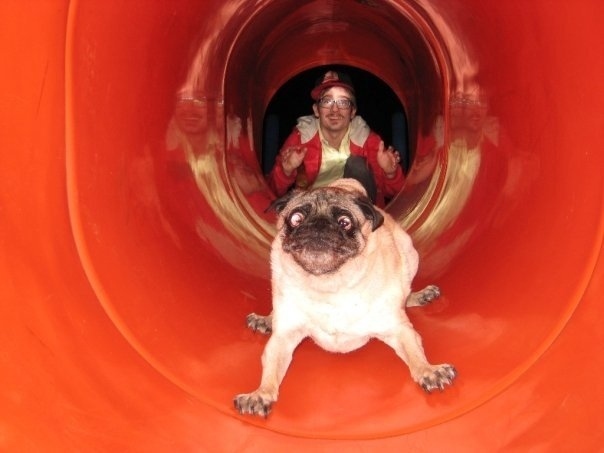 Whoever pushed this pug down this slide