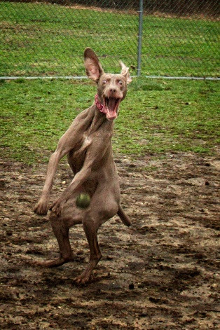 Whoever threw this tennis ball at this dog's crotch