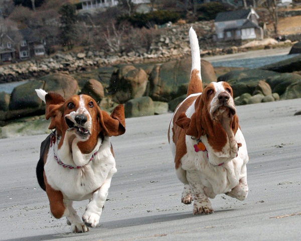 Whoever these basset hounds belong to