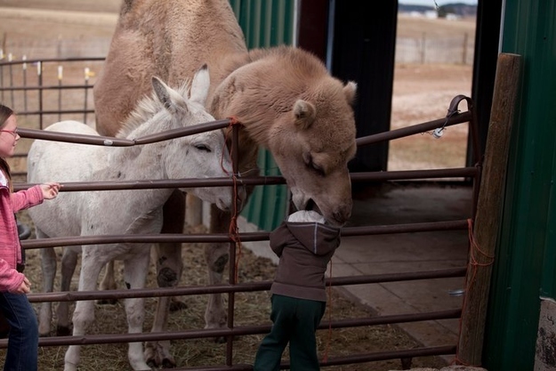 Whoever this kid getting eaten by a camel is