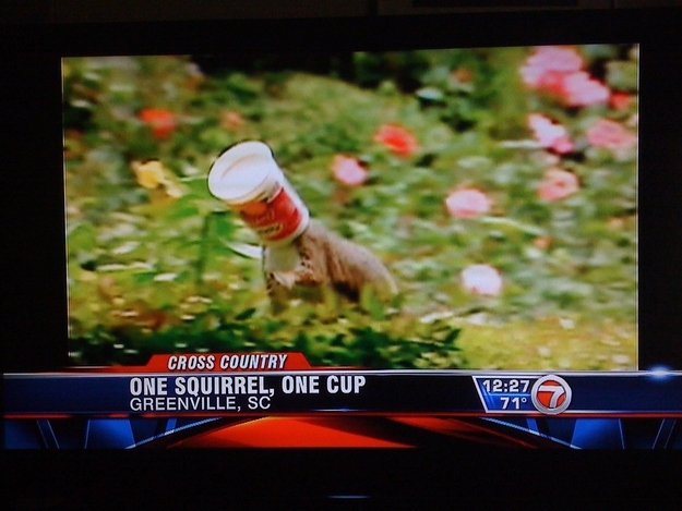 Whoever put this on the news