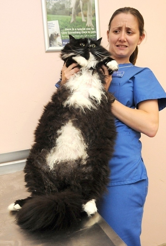 Whoever is holding this fat cat