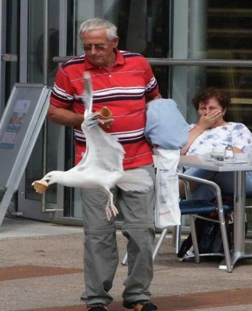 Whoever just had their ice cream stolen by a bird