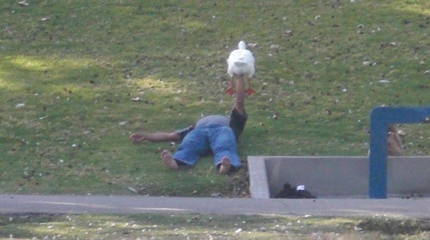 Whoever is bench pressing a goose