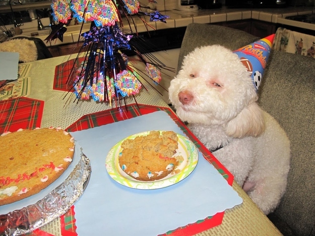 Whoever threw this birthday party for their dog