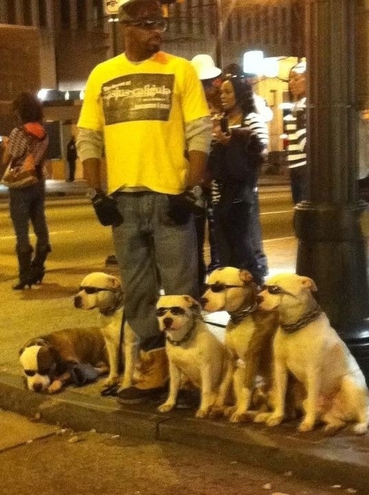 Whoever this dog walker is
